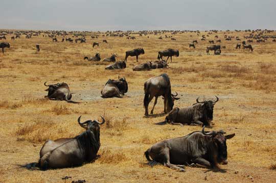 wildebeest